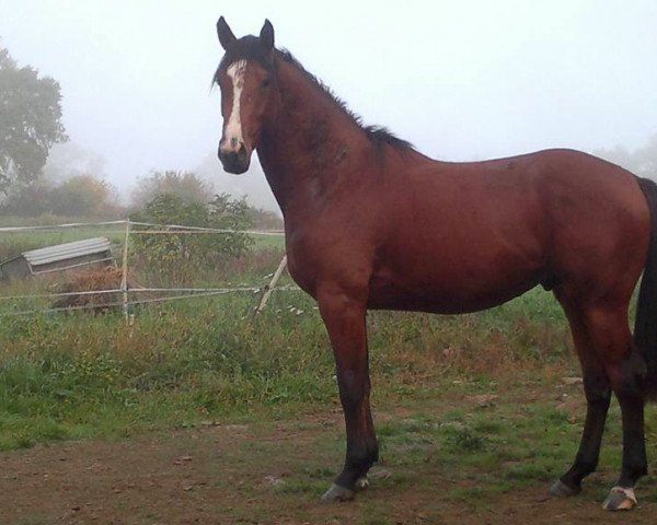 stallion Birkam de Tanoé (Selle Français, 2011, from Salto de l'Isle)
