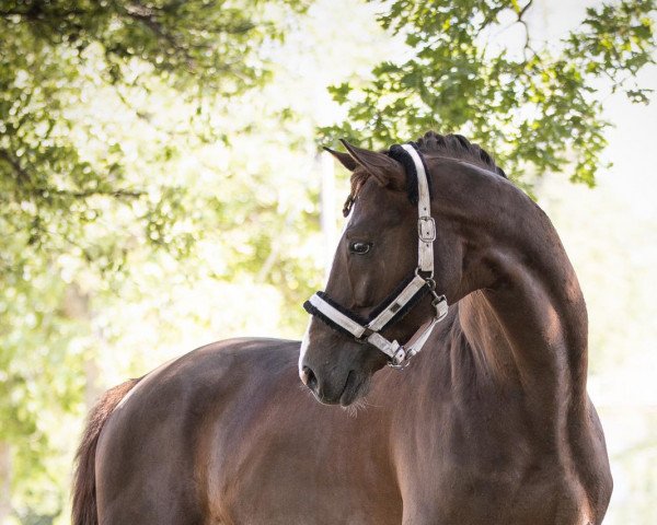 stallion Batton Rouge OLD (Oldenburg, 2015, from Bordeaux 28)