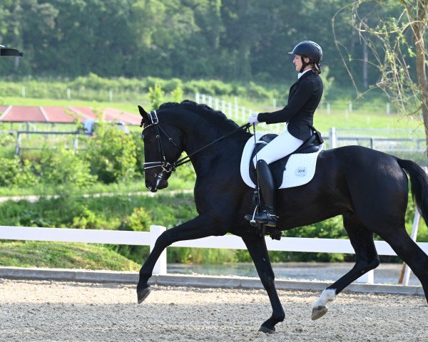 jumper Dante (Hanoverian, 2019, from Dante’s Jr.)