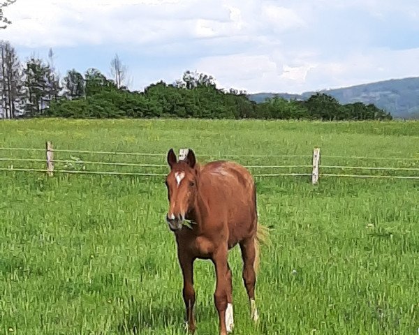 horse Siscana (Westphalian, 2022, from Selectric)