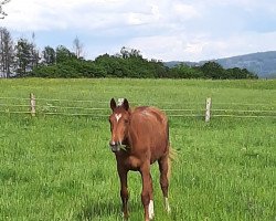 horse Siscana (Westphalian, 2022, from Selectric)