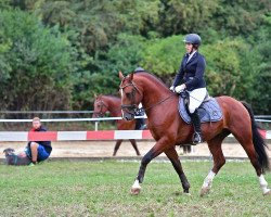 stallion Nendaz CH (Freiberger, 2018, from Neverland CH)