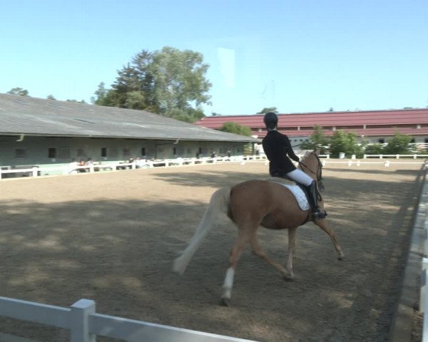 Reitturnier Kreuttal - Frey Horses 2023