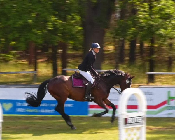 Reitturnier Cottbus-Sielow 2023
