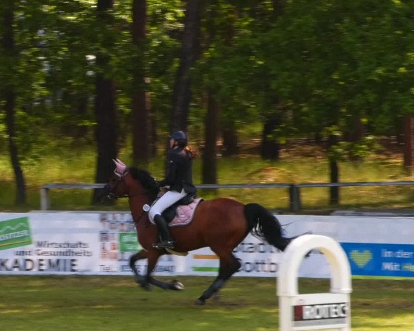 Reitturnier Cottbus-Sielow 2023