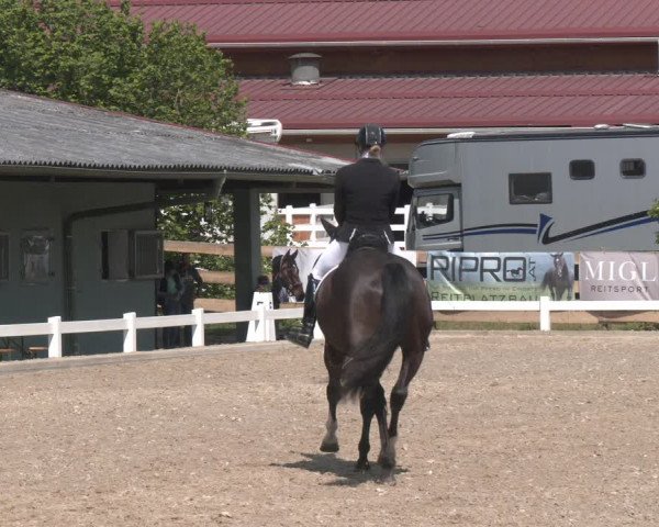 Reitturnier Kreuttal - Frey Horses 2023