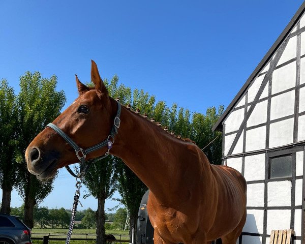 dressage horse Guilliano xx (Thoroughbred, 2018, from Guiliani xx)