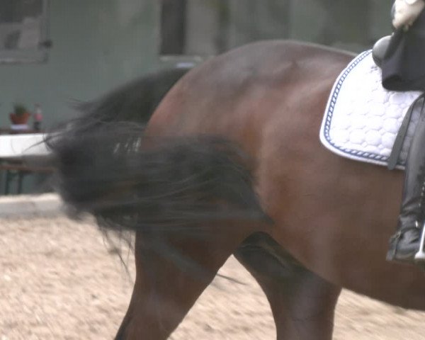 Reitturnier Kreuttal - Frey Horses 2023