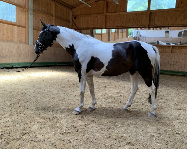 Pferd Sant Copont (Deutsches Sportpferd, 2015, von Spezial Color R)