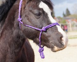 dressage horse Triantos (Welsh mountain pony (SEK.A), 2012)
