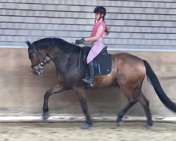 Pferd Quixbert (Deutsches Sportpferd, 2016, von DSP Quindale)