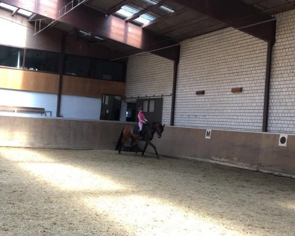 Video von Quixbert