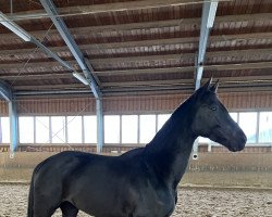 Pferd Don Walentino (Deutsches Sportpferd, 2019, von Don Martillo)