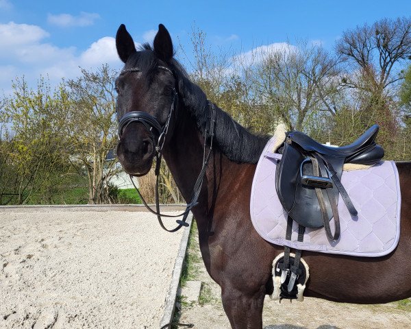 horse Daisy Dream 3 (Westphalian, 2019, from Desperados FRH)