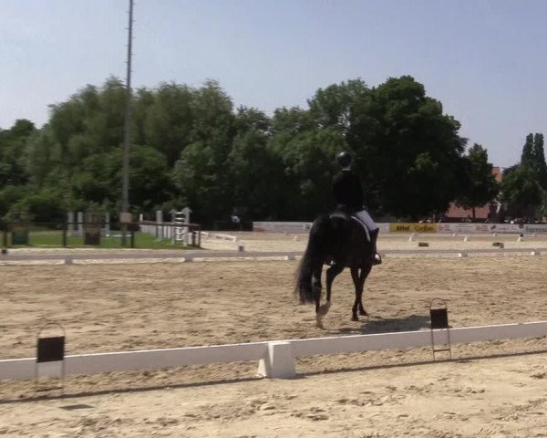 Reitturnier Everswinkel 2023