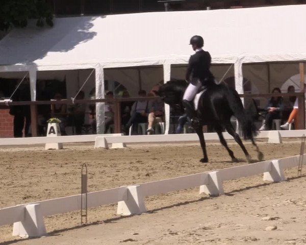 Reitturnier Everswinkel 2023