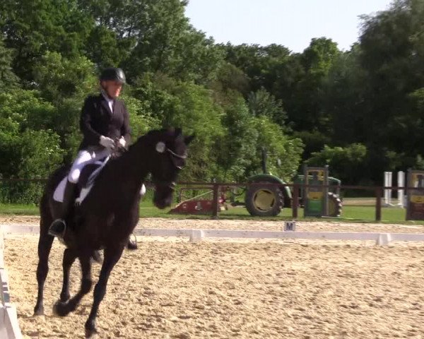 Reitturnier Everswinkel 2023