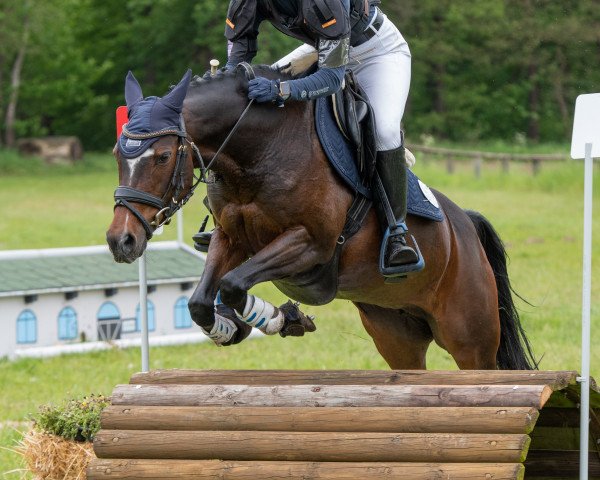 broodmare Donna Prima (German Riding Pony, 2008, from Dance Star AT NRW)
