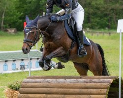 Zuchtstute Donna Prima (Deutsches Reitpony, 2008, von Dance Star AT NRW)