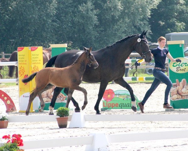 broodmare Zuri (Westphalian, 2021, from Zoom)