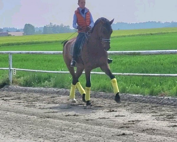 horse Earl R (Oldenburg, 2016, from Estobar NRW)