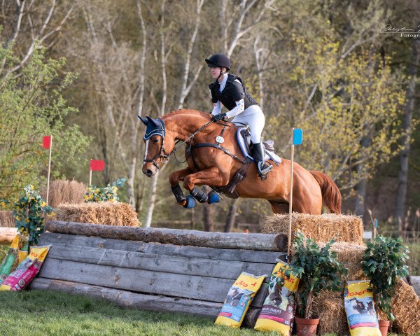 jumper Umanoff (Trakehner, 2017, from Edmonton)
