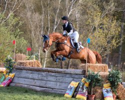 jumper Umanoff (Trakehner, 2017, from Edmonton)