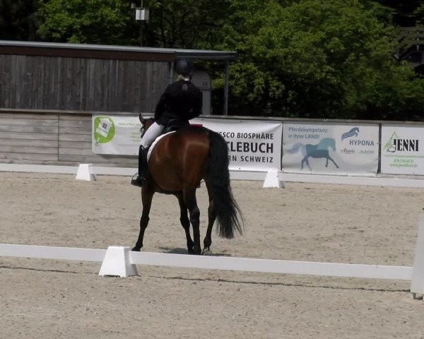 Reitturnier Schüpfheim 2023