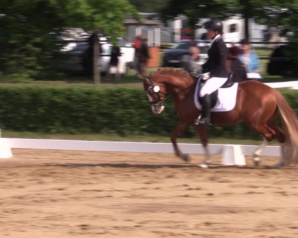 Reitturnier Westeregeln 2023