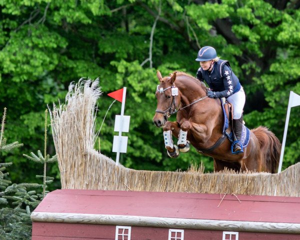 broodmare Springflame (German Riding Pony, 2018, from Dance Star AT NRW)