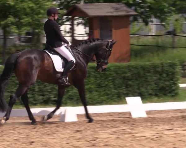 Reitturnier Westeregeln 2023