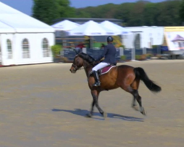 Reitturnier Borken Reitanlage Sportpferde Ehning 2023