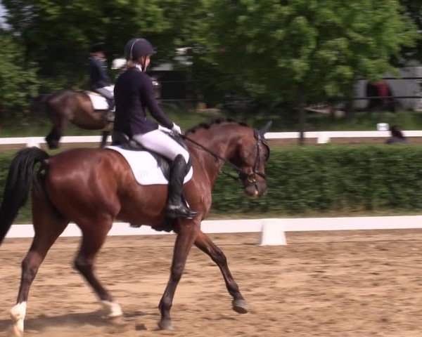 Reitturnier Westeregeln 2023