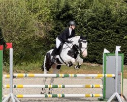 dressage horse Lucky 1686 (unknown, 2002)