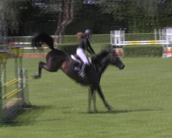 Reitturnier Westeregeln 2023