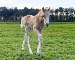horse All of Dad (German Riding Pony, 2023, from About you)