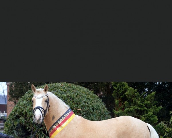 stallion About you (German Riding Pony, 2019, from A new Star)
