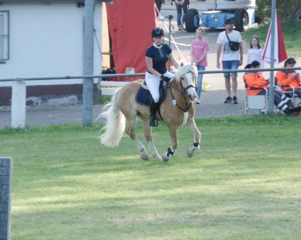 Reitturnier Forst 2023