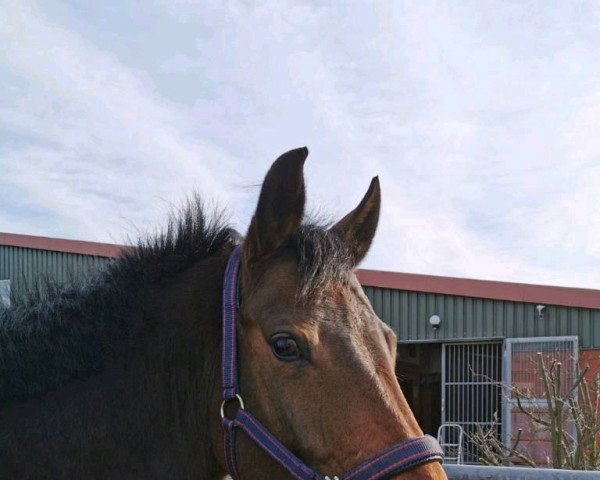 dressage horse Hekla 19 (German Sport Horse, 2010, from Quality Boy)
