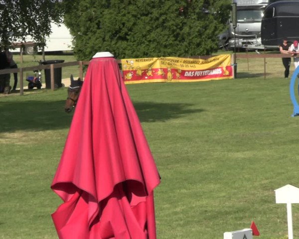 Reitturnier Pennigbüttel 2023