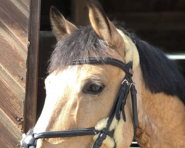 jumper Chiquitita R Vom Alten Grenzho (German Riding Pony, 2014, from Reifenstein vom Alten Grenzhof)