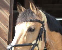 jumper Chiquitita R Vom Alten Grenzho (German Riding Pony, 2014, from Reifenstein vom Alten Grenzhof)