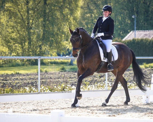 dressage horse For my Dream (Oldenburg, 2017, from For Dance)