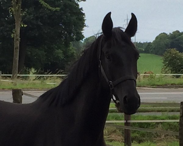 jumper At First Sight (Westphalian, 2014, from All At Once)