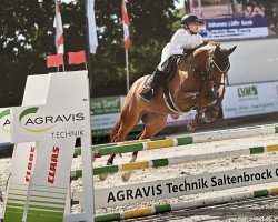 Springpferd Chacklin Mayr Francis (Deutsches Reitpony, 2017, von Coke saint of the Life)