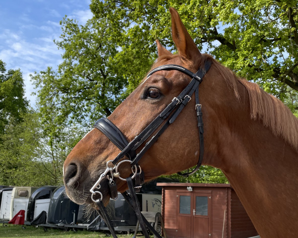 dressage horse Dornkönig 2 (Mecklenburg, 2013, from Dramatiker)