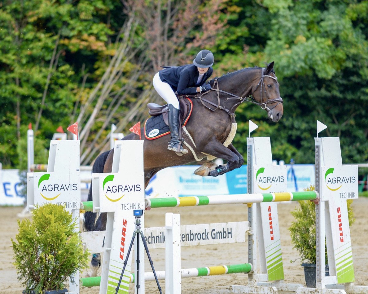 Springpferd Duke of Fun H (Westfale, 2013, von Diarado)