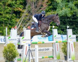 jumper Duke of Fun H (Westphalian, 2013, from Diarado)