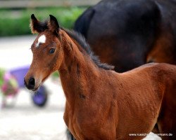 Pferd Cleo 280 (Westfale, 2016, von Champagner)
