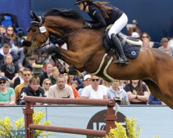 jumper Cassidik (Italian Warmblood, 2014, from Royaldik)